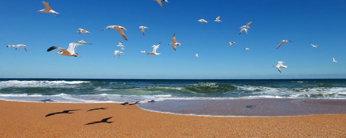 Florida Beaches: Discover the Best Beaches in the World & Florida