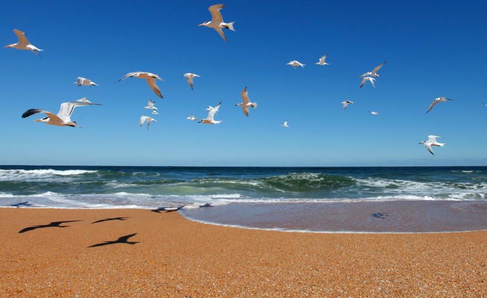 Florida Beaches: Discover the Best Beaches in the World & Florida