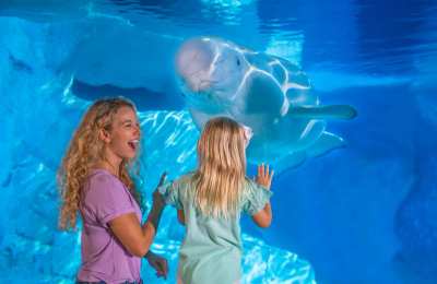 SeaWorld Orlando, a Beluga whale and Mom and Daughter