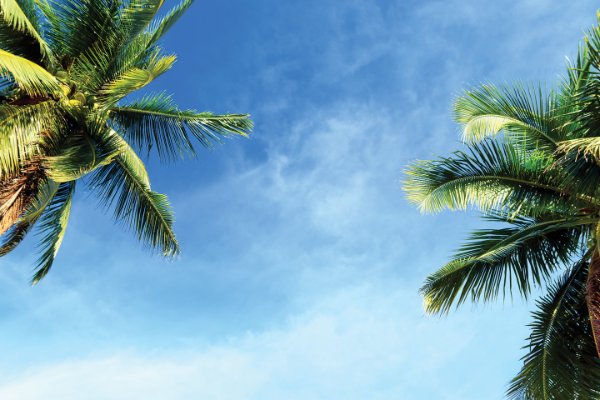 Girasoles y rayos de sol: Celebración de madre e hija