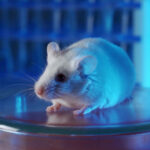 Insertan un fragmento de ADN humano en ratones y les crece el cerebro