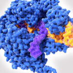 Las terapias CRISPR acaban de dar un salto sin precedentes: ya es posible insertar un gen entero