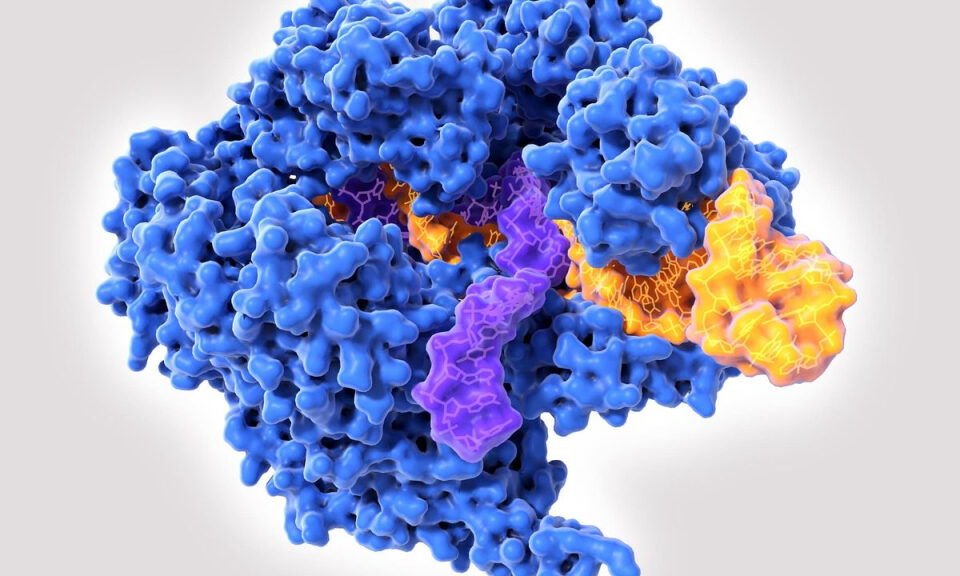 Las terapias CRISPR acaban de dar un salto sin precedentes: ya es posible insertar un gen entero