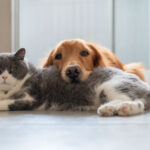 ¿Por qué los gatos viven más que los perros? Este estudio ofrece una respuesta sobre la longevidad de los animales