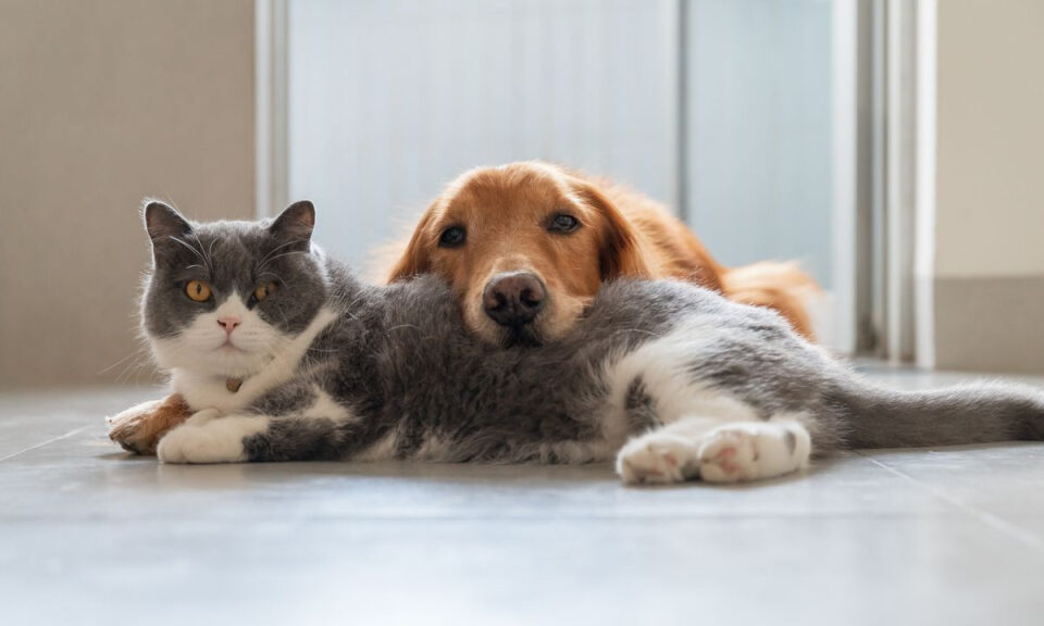 ¿Por qué los gatos viven más que los perros? Este estudio ofrece una respuesta sobre la longevidad de los animales