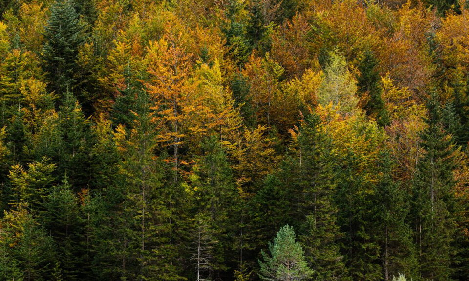 Los árboles de las Dolomitas se comunican entre sí durante los eclipses solares, según nuevo estudio