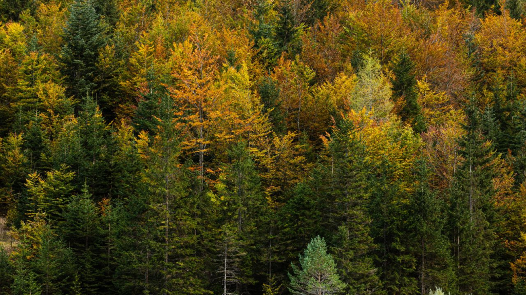 Los árboles de las Dolomitas se comunican entre sí durante los eclipses solares, según nuevo estudio