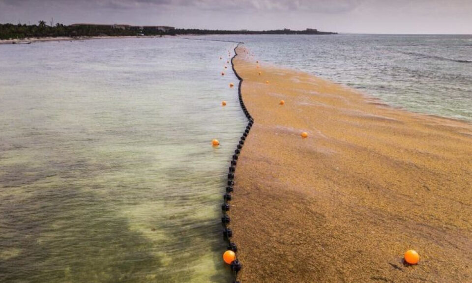 31 millones de toneladas de algas tóxicas se están dirigiendo hacia las playas de Florida y todo el Caribe | CNN