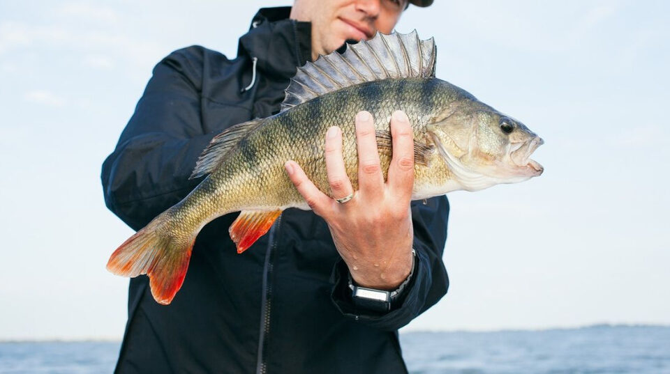 Arranca en Florida la mayor temporada de pesca del pargo rojo, tendrá 126 días en 2025