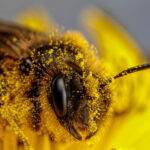 Estudio identifica 12 amenazas que podrían acelerar la extinción de las abejas