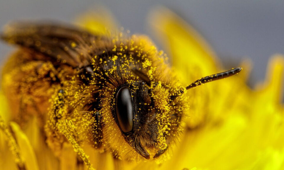 Estudio identifica 12 amenazas que podrían acelerar la extinción de las abejas