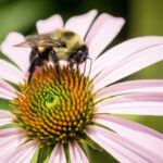 El sueño de las abejas es muy parecido al de los humanos