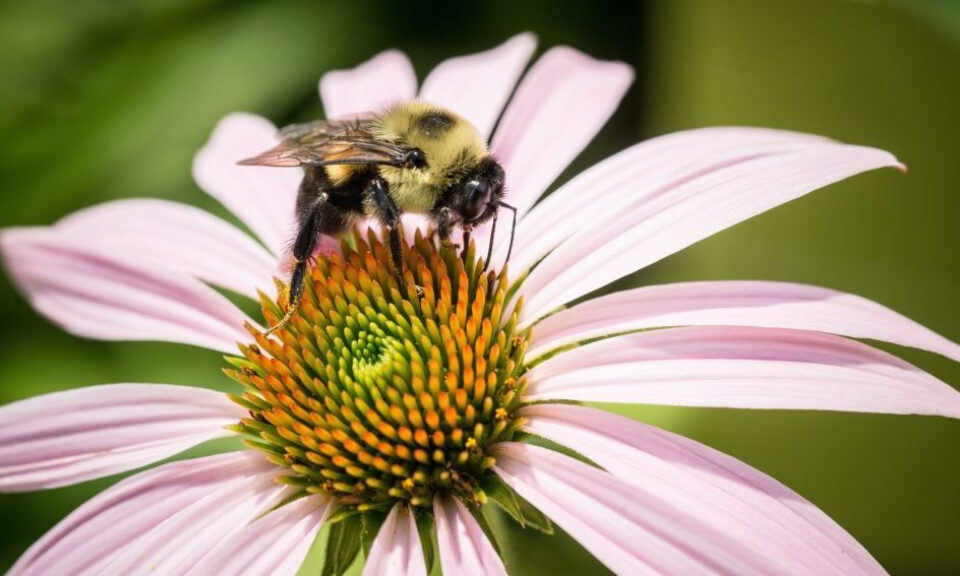 El sueño de las abejas es muy parecido al de los humanos
