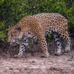 La Papalota, la reserva natural que utiliza educación y tecnología para la conservación de los jaguares
