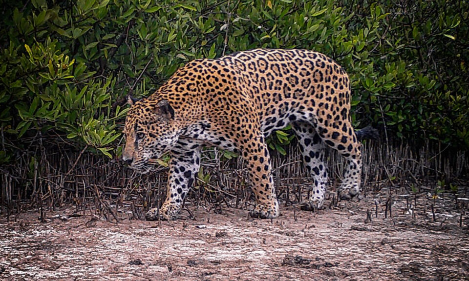 La Papalota, la reserva natural que utiliza educación y tecnología para la conservación de los jaguares