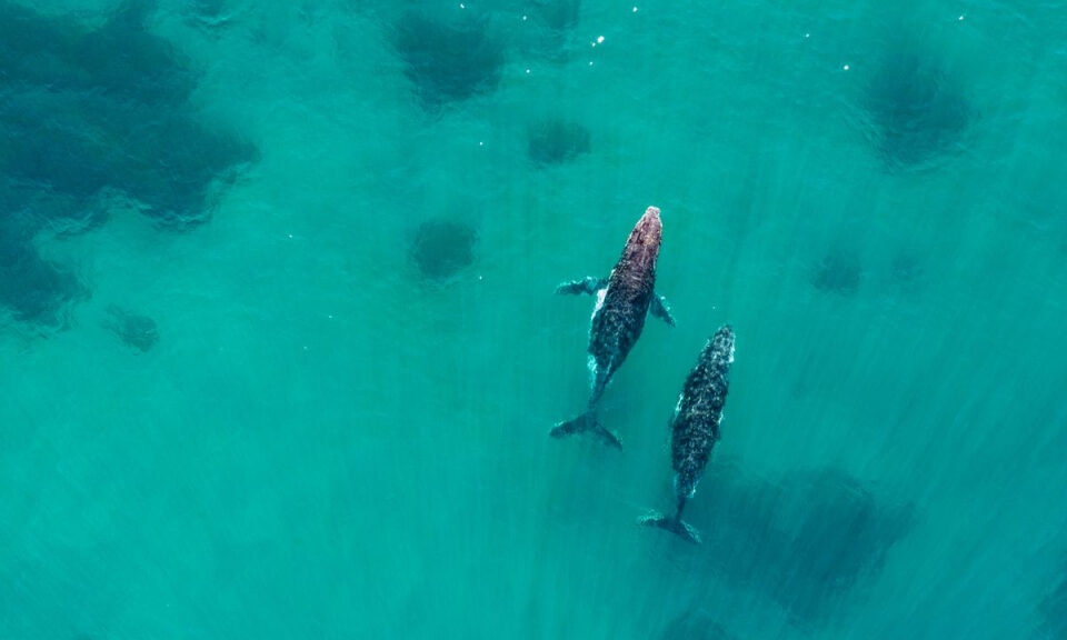 Por qué la orina de ballena es tan importante para la salud de nuestro planeta