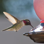 Los colibríes están evolucionado debido a los bebederos que les ponemos; podrían volverse las siguientes palomas