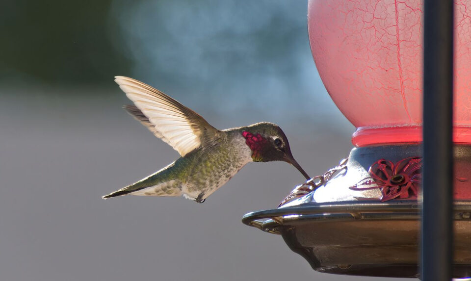 Los colibríes están evolucionado debido a los bebederos que les ponemos; podrían volverse las siguientes palomas
