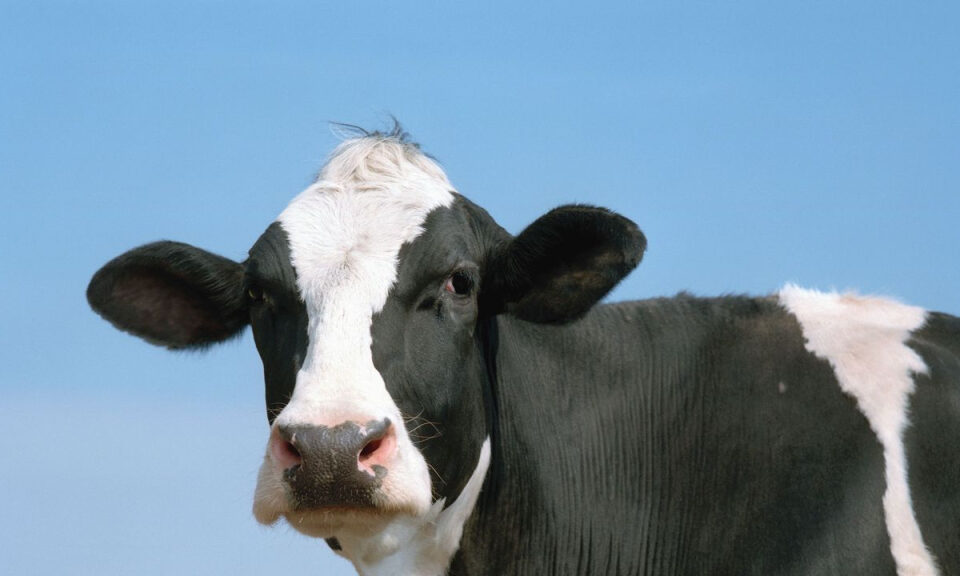 La tecnología de IA que «comprende» las emociones de los animales podría revolucionar el futuro de su bienestar