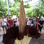 La flor cadáver que huele a carne podrida está en peligro de extinción por una amenaza inesperada