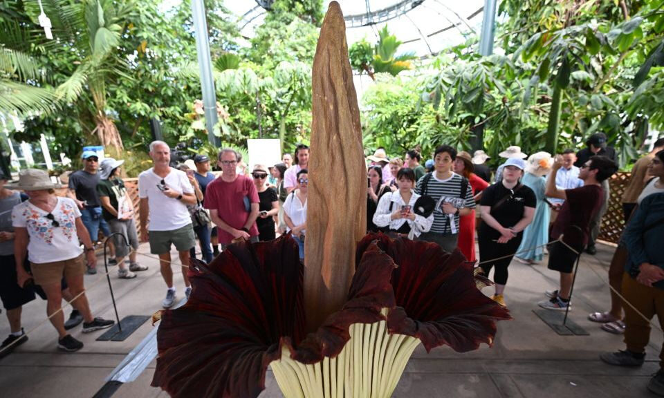La flor cadáver que huele a carne podrida está en peligro de extinción por una amenaza inesperada