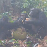 El extraño comportamiento de los chimpancés podría revelar nuestro gusto por las bebidas alcohólicas