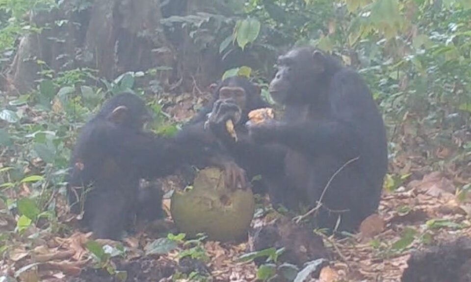 El extraño comportamiento de los chimpancés podría revelar nuestro gusto por las bebidas alcohólicas