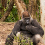 La vida gourmet secreta de los gorilas del Congo