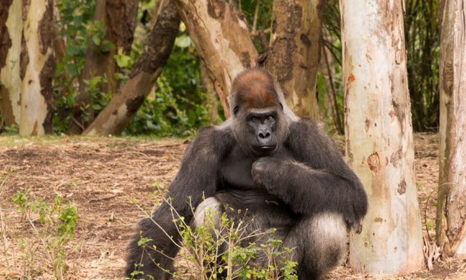 La vida gourmet secreta de los gorilas del Congo