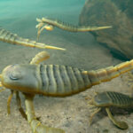 ¿Por qué son sensibles los dientes? Por que provienen de la coraza de un molusco de hace 500 millones de años, dice estudio