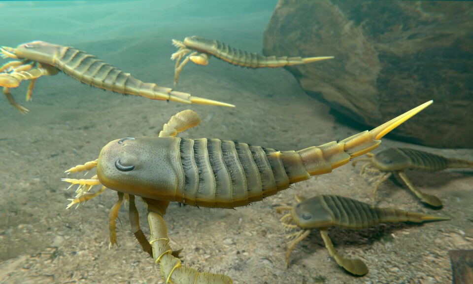 ¿Por qué son sensibles los dientes? Por que provienen de la coraza de un molusco de hace 500 millones de años, dice estudio