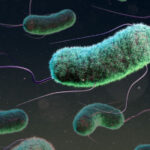 La bacteria E. coli se vuelve aún más virulenta cuando se mezcla con microplásticos
