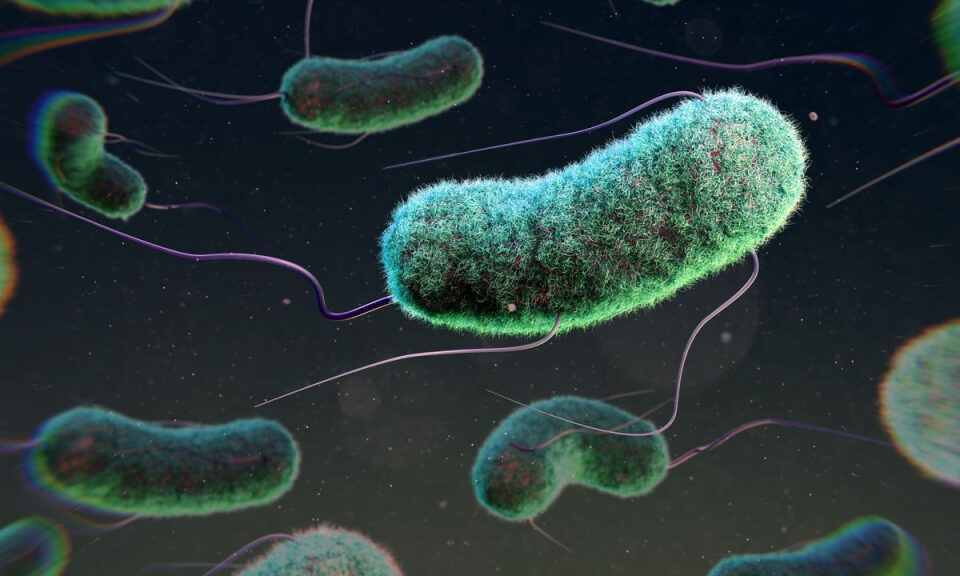 La bacteria E. coli se vuelve aún más virulenta cuando se mezcla con microplásticos