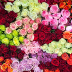 Todas las rosas eran amarillas, revela un nuevo análisis genómico