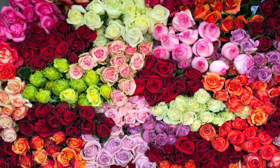 Todas las rosas eran amarillas, revela un nuevo análisis genómico