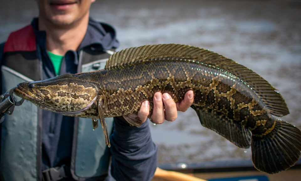 Alarma en Estados Unidos por la invasión de peces que «caminan» y respiran fuera del agua