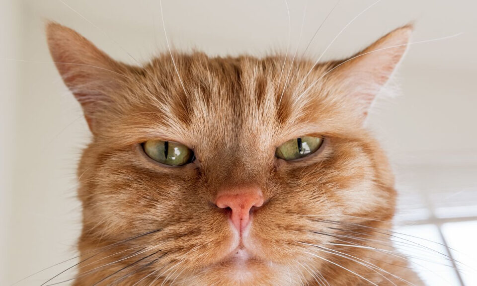 Por fin sabemos por qué los gatos naranjas son de ese hermoso color