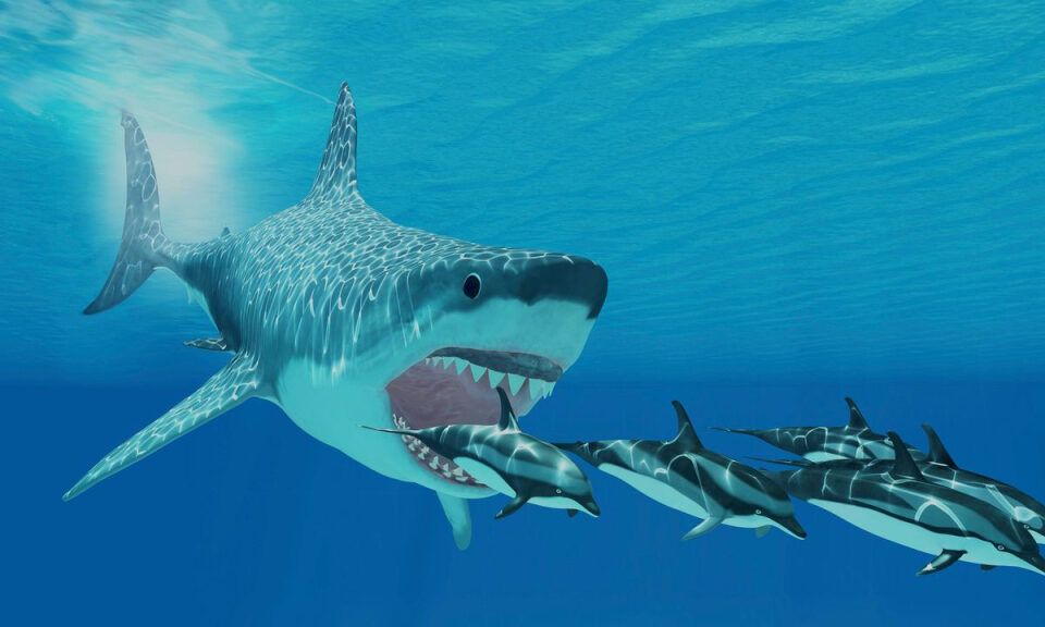 ¿Qué comía el megalodón? La dieta del tiburón gigante prehistórico era más que ballenas