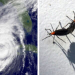 Maxwell: Los bichos de amor han vuelto. Se acercan los huracanes. Espera, Florida.