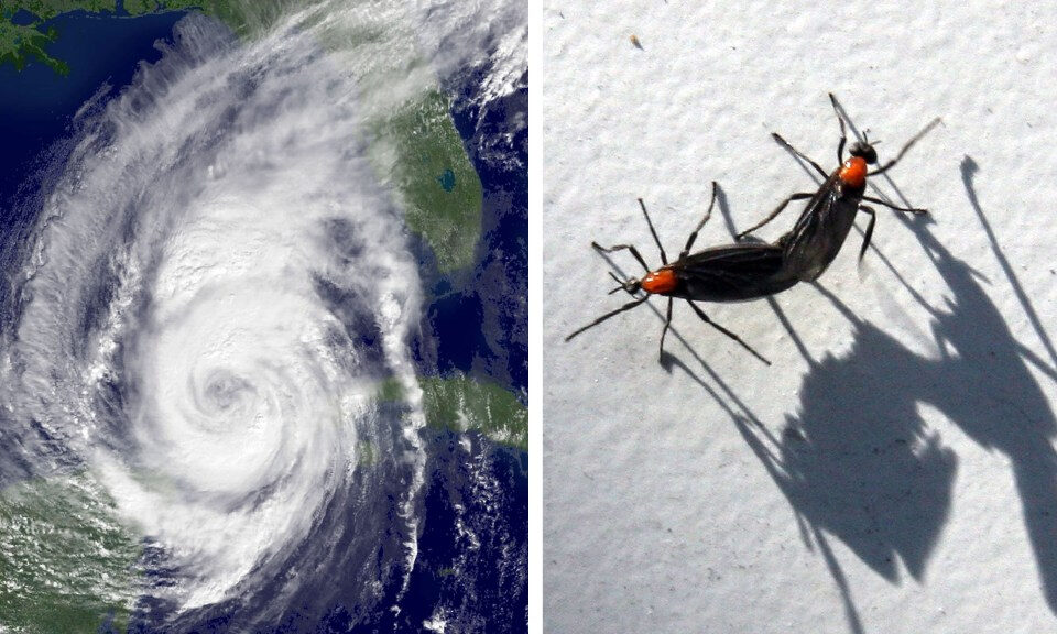 Maxwell: Los bichos de amor han vuelto. Se acercan los huracanes. Espera, Florida.