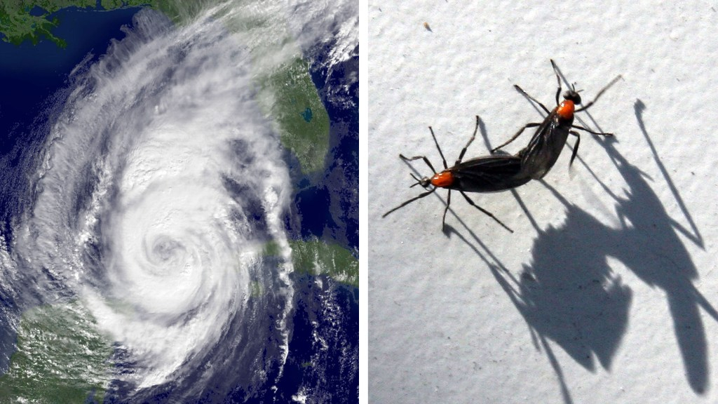 Maxwell: Los bichos de amor han vuelto. Se acercan los huracanes. Espera, Florida.