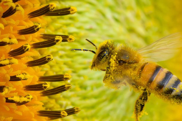 Una abeja 