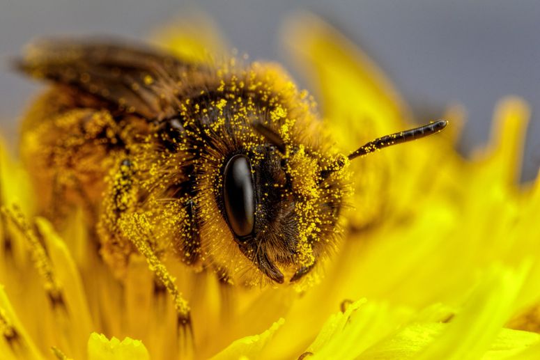 abejas polinizadores amenazas 1318672021