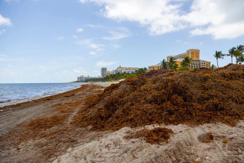 Una pila de sargazo, o algas, en la costa de Key Biscayne el jueves 24 de abril.