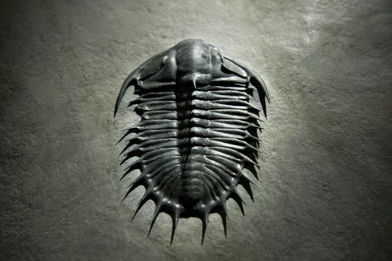 Un fósil conservado de Olenoides Superbus, un trilobite del período cámbrico