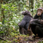 Los chimpancés orinan en grupo (y se instan entre ellos a hacerlo)