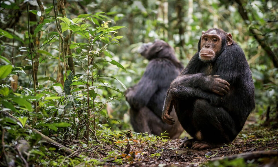Los chimpancés orinan en grupo (y se instan entre ellos a hacerlo)