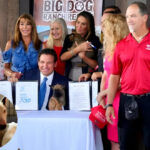 Ley Trooper: Florida castiga con cárcel el abandono de animales durante desastres