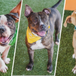 Refugio de animales de Miami pide apoyo temporal para sus perros