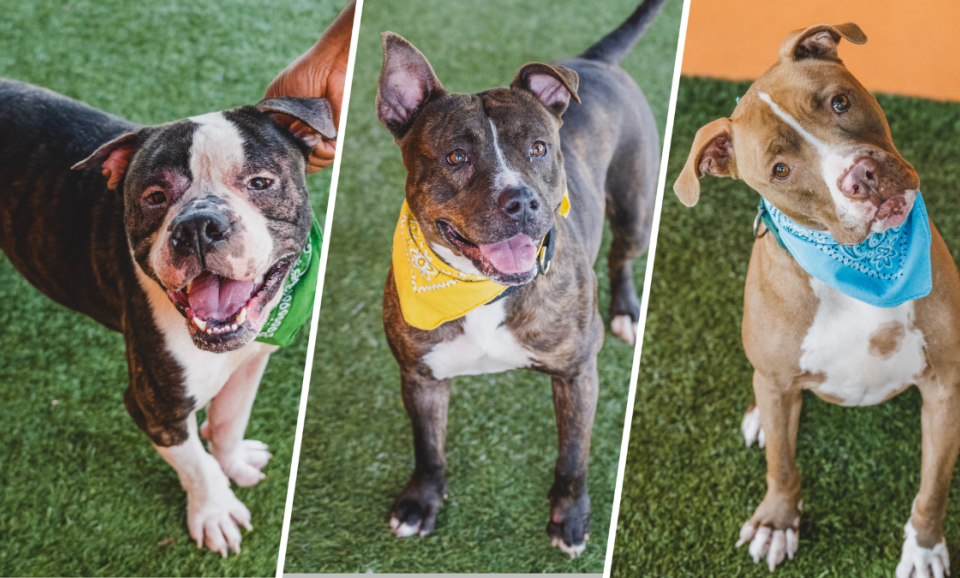 Refugio de animales de Miami pide apoyo temporal para sus perros